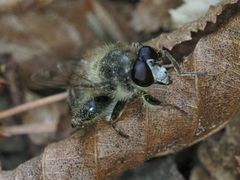 Criorhina pachymera