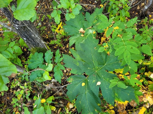 Heracleum maximum, photograph 6
