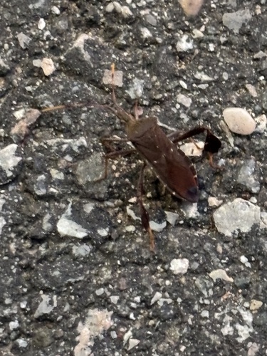 Leptoglossus oppositus
