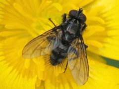 Rhinomorinia sarcophagina