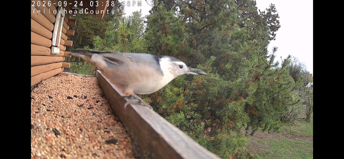 White-breasted Nuthatch