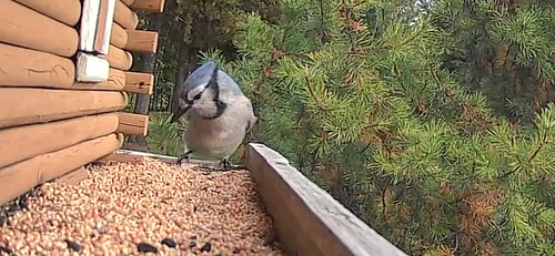 Blue Jay