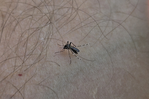 Asian Tiger Mosquito