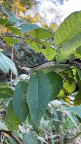 Common Garter Snake