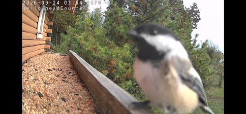 Black-capped Chickadee