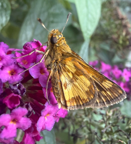 Peck's Skipper