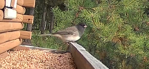 Dark-eyed Junco