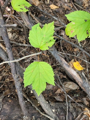 Viburnum edule, photograph 2