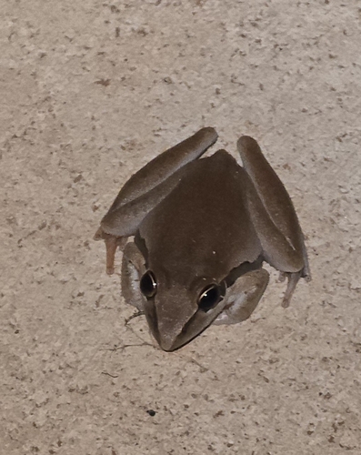 Spalding's Rocket Frog