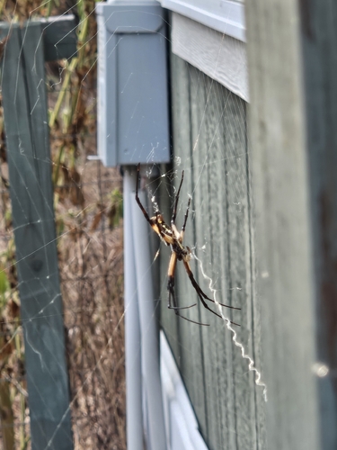 Yellow Garden Spider