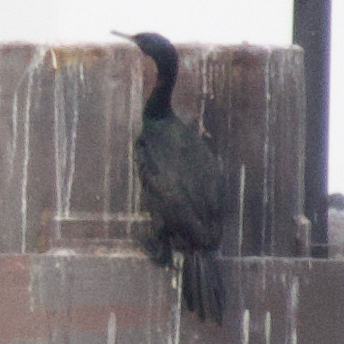Pelagic cormorant perched upright on a concrete pier