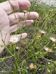 Pityopsis aspera