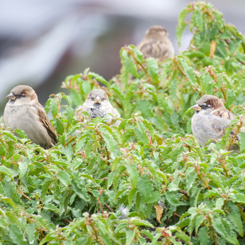 House Sparrow