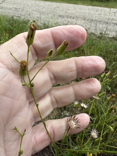 Pityopsis aspera, photograph 2