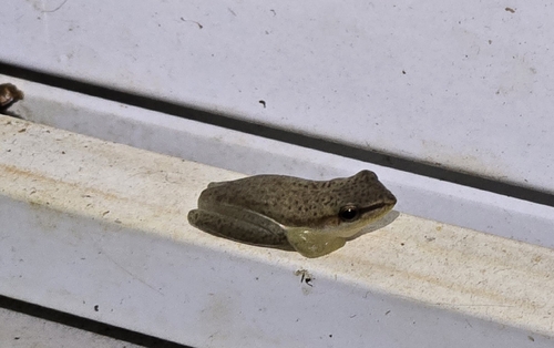 Northern Dwarf Tree Frog