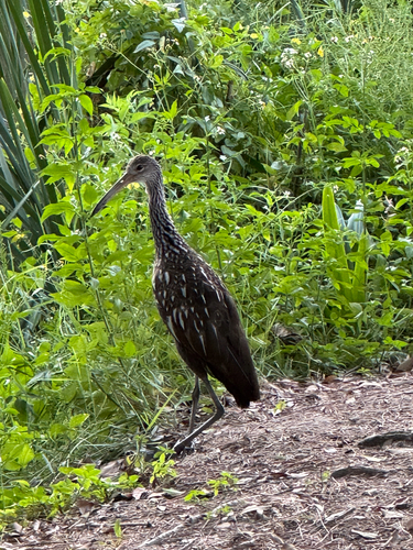 Limpkin