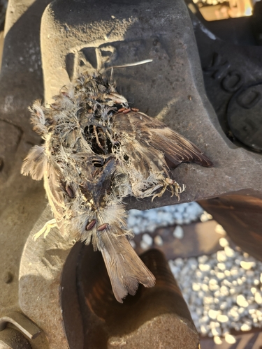 House Sparrow