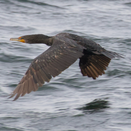 Double-crested Cormorant
