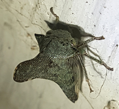 Glossonotus acuminatus