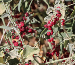 Chenopodium nutans eremaeum