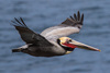 Brown Pelican - Photo (c) BJ Stacey, some rights reserved (CC BY-NC), uploaded by BJ Stacey