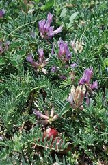 Astragalus crassicarpus