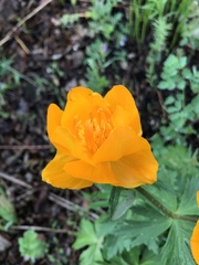 Trollius