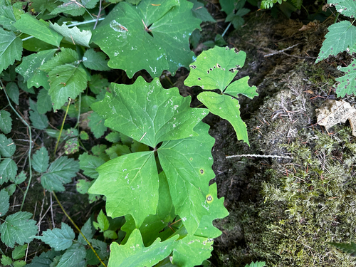 Achlys triphylla
