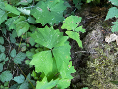 Achlys triphylla