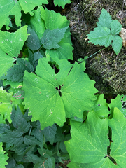 Achlys triphylla, photograph (c) rosaceae_roberts, some rights reserved (CC BY)