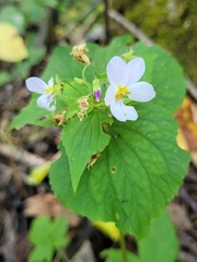 Viola canadensis