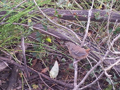 Chestnut-rumped Heathwren (Hylacola pyrrhopygia), photo 3