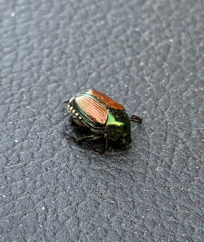 Japanese Beetle