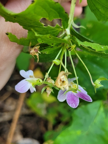 Viola canadensis, photograph 2