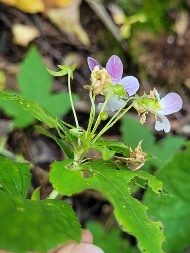 Viola canadensis, photograph 3