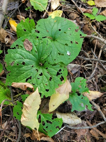 Viola canadensis, photograph 4