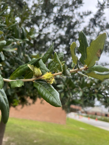 leafy oak gall wasp