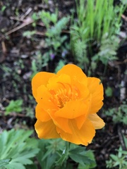 Trollius