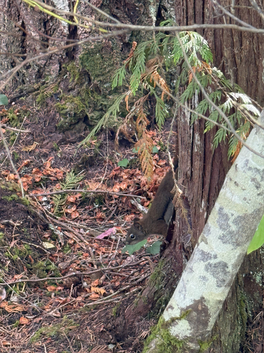 American Red Squirrel