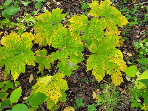 Oplopanax horridus, photograph 5