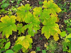 Oplopanax horridus, photograph (c) Robyn Perkins, some rights reserved (CC BY)
