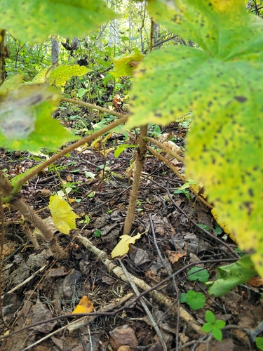 Oplopanax horridus, photograph 6