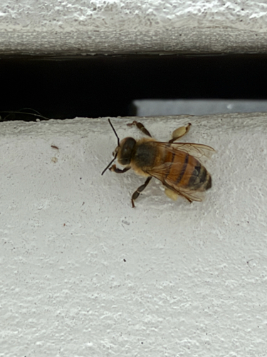 Western Honey Bee