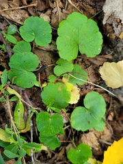 Mitella nuda