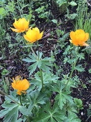 Trollius