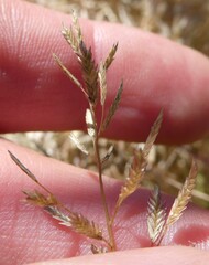 Eragrostis hypnoides, photograph author not stated, no rights reserved