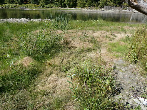 Eragrostis hypnoides, photograph 2