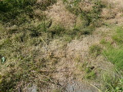 Eragrostis hypnoides