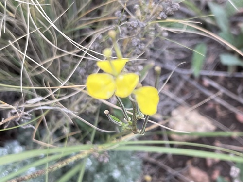 Erysimum capitatum, 2026-09-24