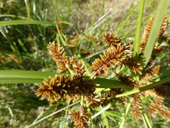 Cyperus erythrorhizos